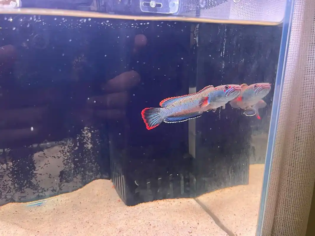 关于雷龙鱼背景纸颜色选择(黑缸还是白缸)之前一直听说白缸更能 - 抖