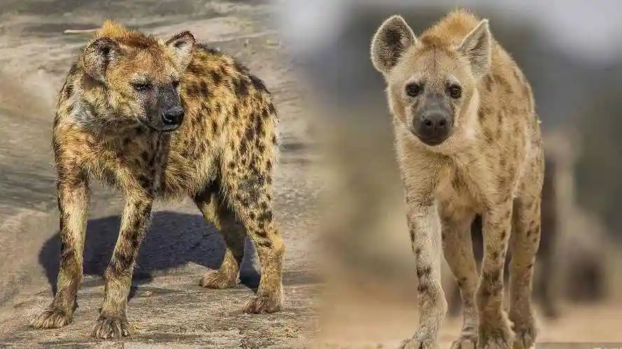 野狗为什么不怕鬣狗鬣狗敢围攻老虎吗