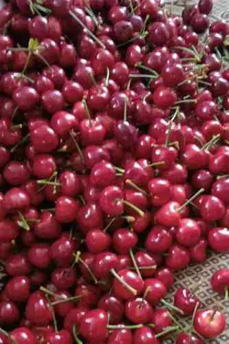 大连樱桃【梅枣】全国顺风包邮,甜度口感没的说,武汉除外!