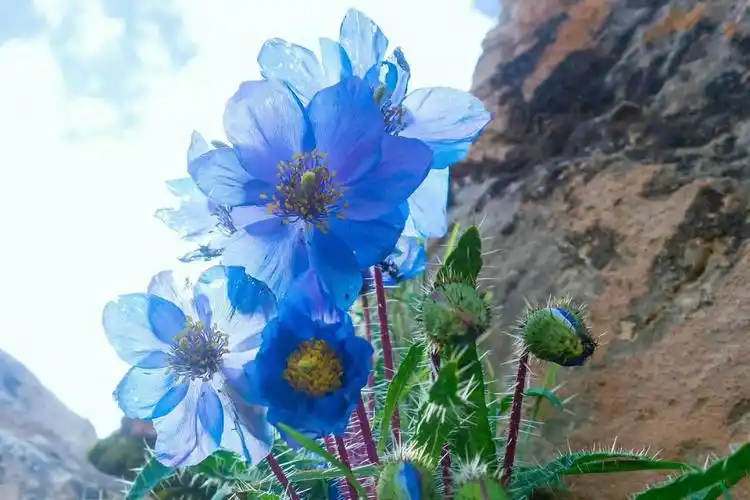 绿绒蒿无语伦比的美