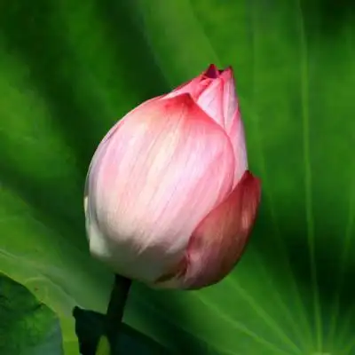 老年人微信头像图片适合老年人微信头像图片荷花