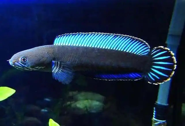 阿萨姆七彩雷龙鱼