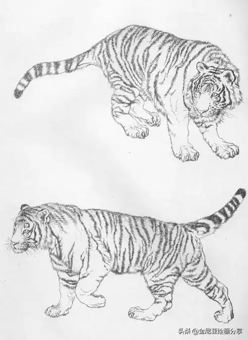 工笔画老虎 黑白线稿