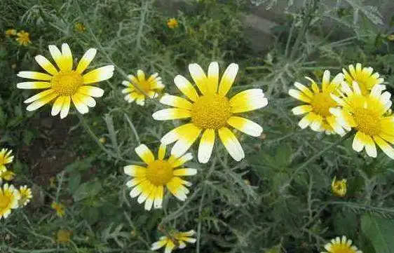 原创养菊还不如养一盆"茼蒿菊",花色绚丽多彩,花期长,适合新手养