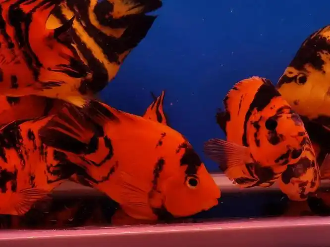 族萃热带观赏鱼淡水鱼发财鱼红白鹦鹉鱼活鱼风水鱼黑红黄斑马活体911