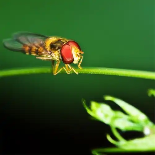 农村常见的昆虫,人畜都叮还传播疾病,晒成药材却一斤数百元