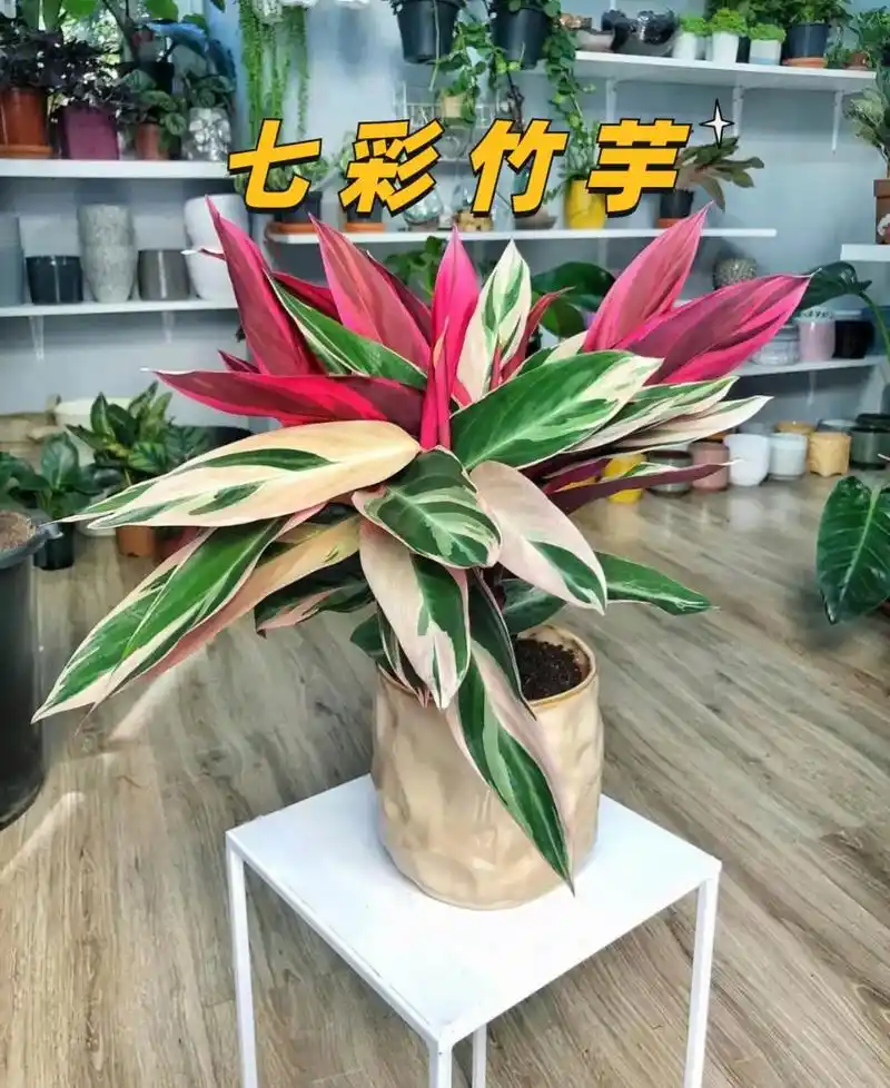 七彩竹芋又叫做彩虹竹芋,其叶子上 - 抖音