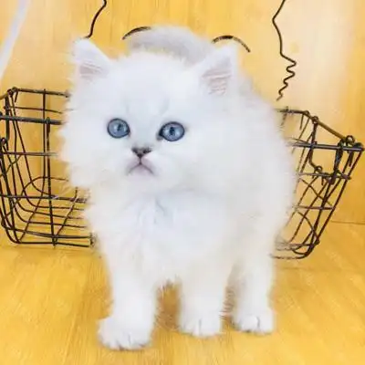 金吉拉-银色-两针疫苗