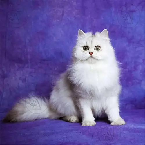 活物猫_猫活物金吉拉活体宠物猫长毛猫纯白高地猫纯种赛级幼猫可上门