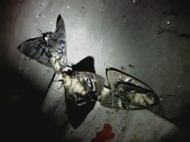 亲们,请问这是什么飞蛾啊?