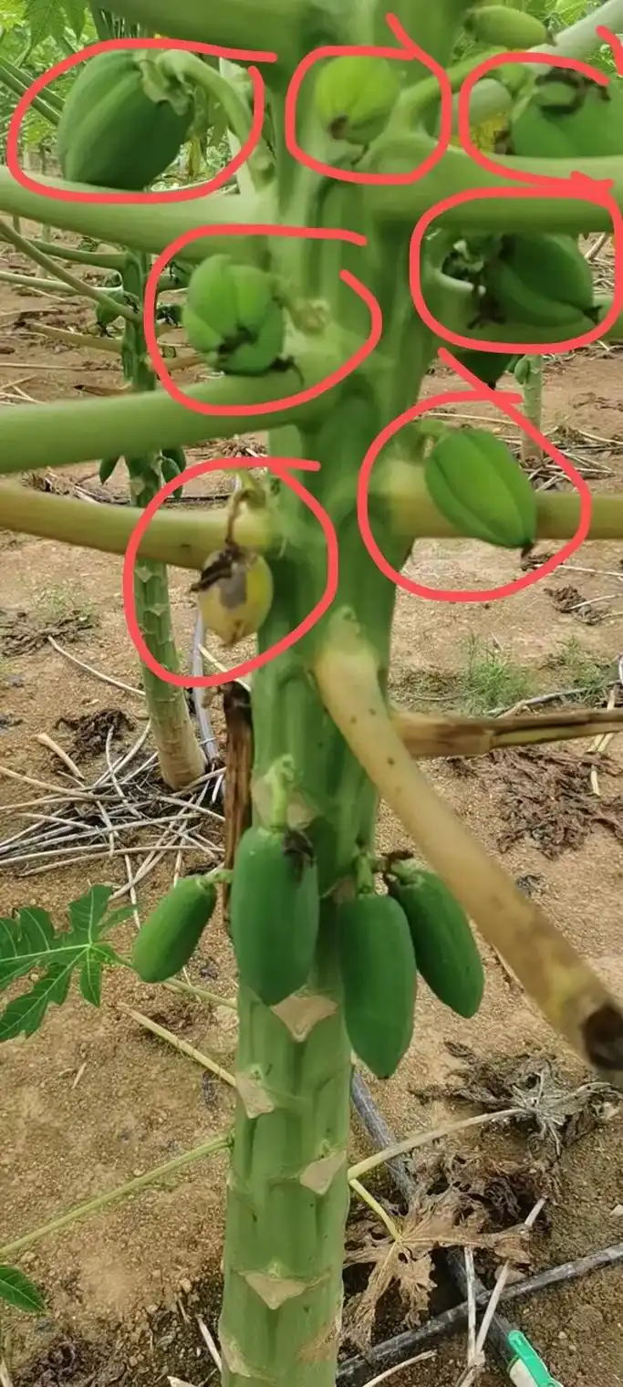 水果木瓜种植,梳果管理,只留两性瓜!  这 - 抖音