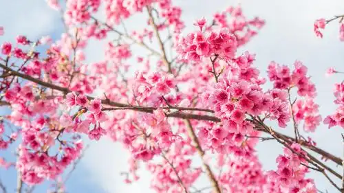 电脑壁纸 花卉 鲜花 世上最漂亮的樱花