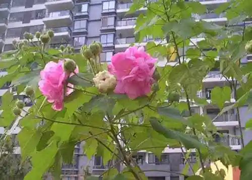 木芙蓉叶图片(木芙蓉叶图片及形状画)