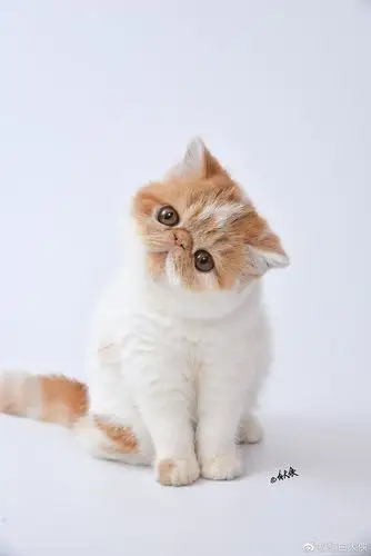 这只加菲猫的名字叫小彩旗