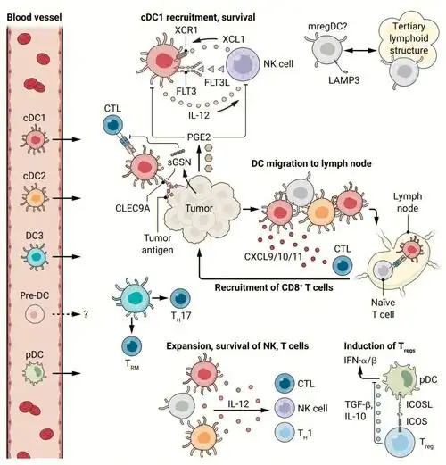 human dendritic cells in cancer.