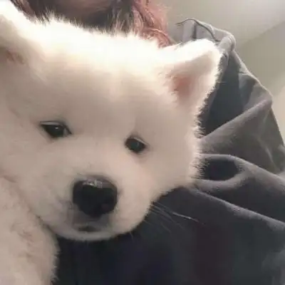 高清最呆萌可爱小动物照片头像