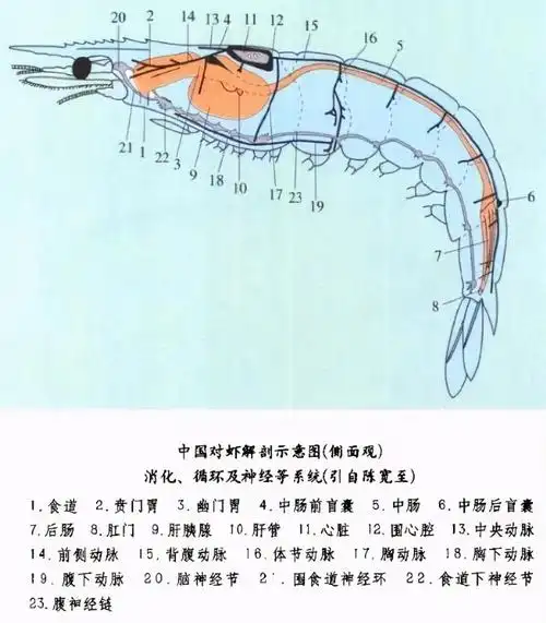 虾线真的很脏吗虾头里的虾黄是虾屎吗内行才知道的5件事