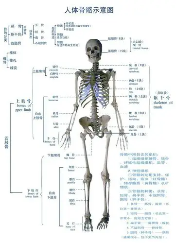 人体肌肉群功能