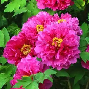 富贵花开黄阿姨头像