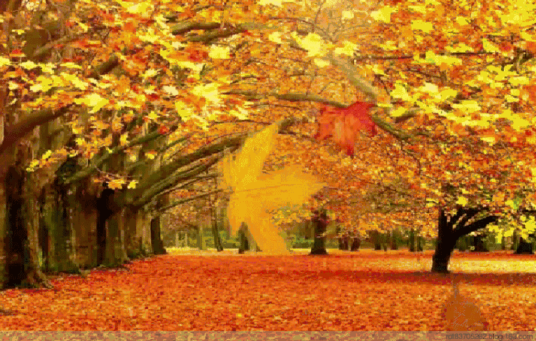 750_478gif 动态图 动图