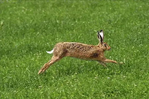 奔跑的兔子图片