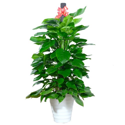 大叶绿萝柱盆栽办公室客厅大型植物绿萝长藤大叶好养净化空气绿植