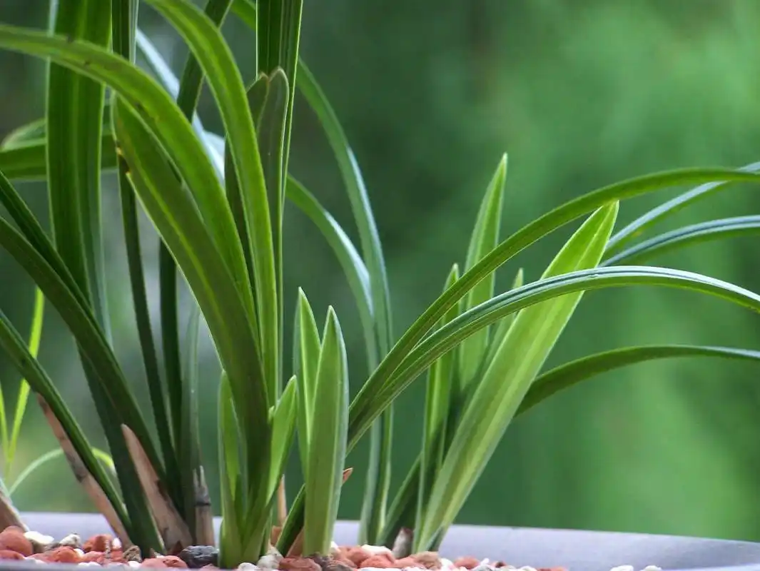 香妃兰典雅别致,兰香醇正,花色美艳,特别招人喜欢