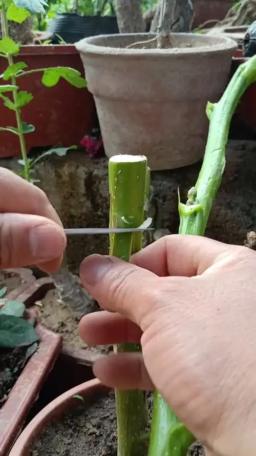 嫁接技术#方块倒芽接核桃技术,提高产量万倍