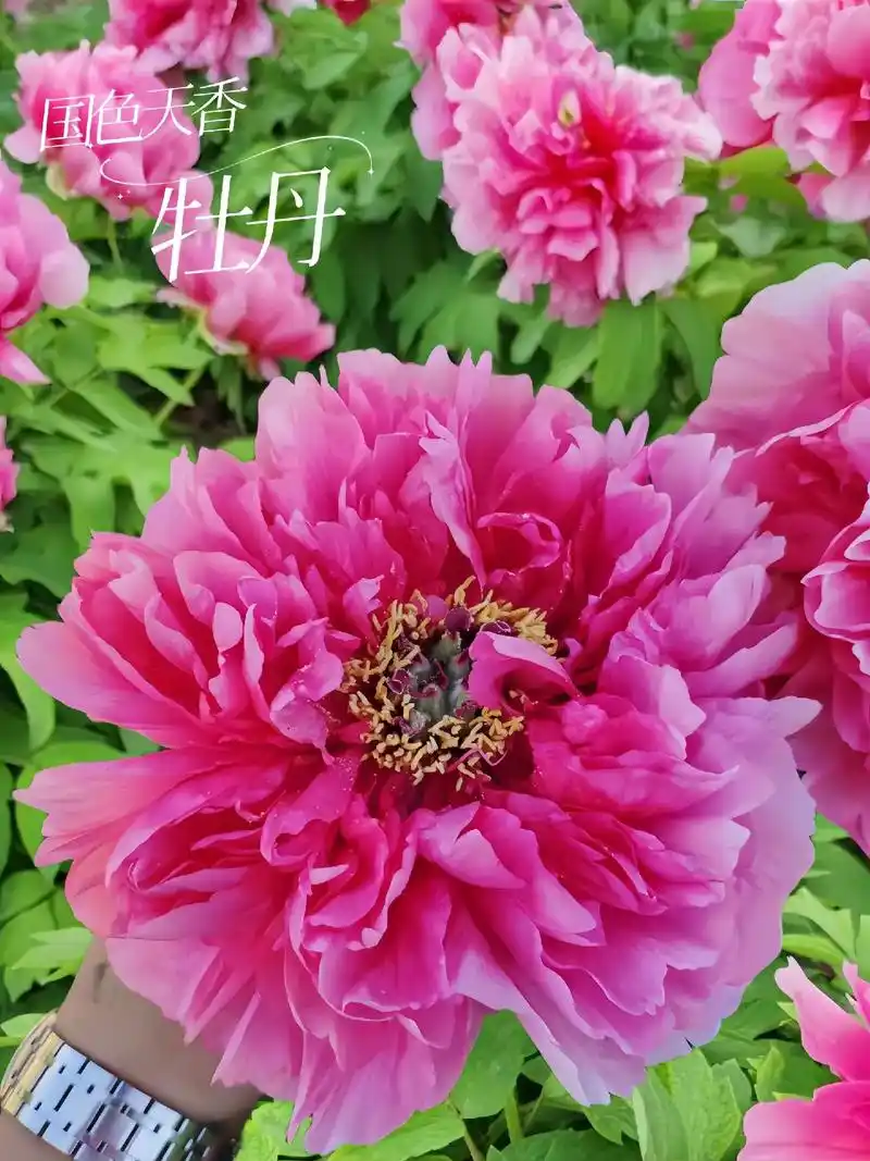 牡丹～人间富贵花