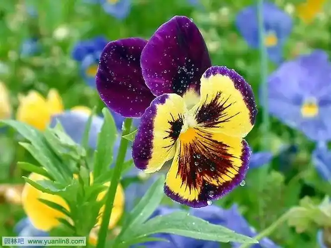 世界各国的国花是什么你知道吗