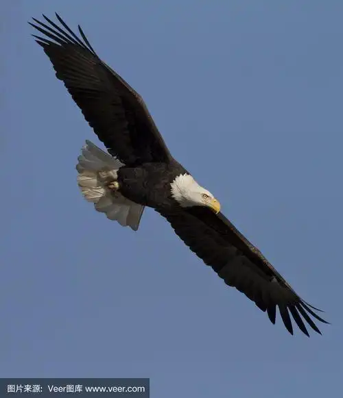 翱翔的雄鹰