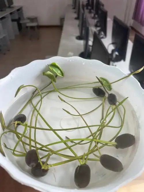 水培碗莲第十五天顺便晒晒新鞋子