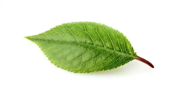 樱桃叶孤立图片