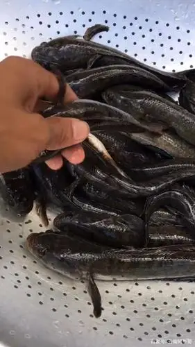 云南马头鱼酸汤制作