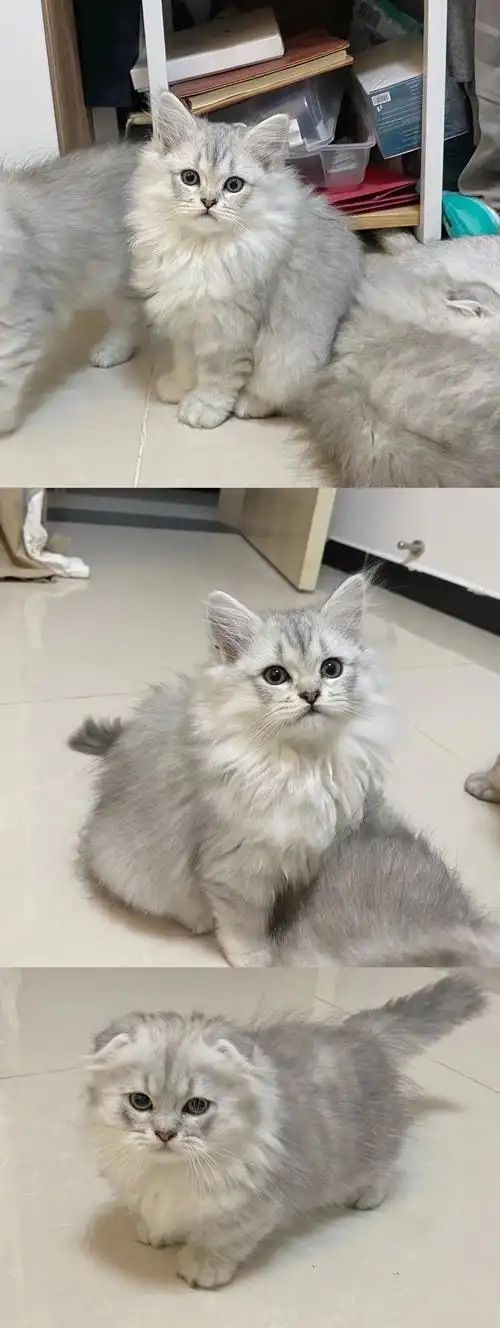 长毛英短银渐层佛系出