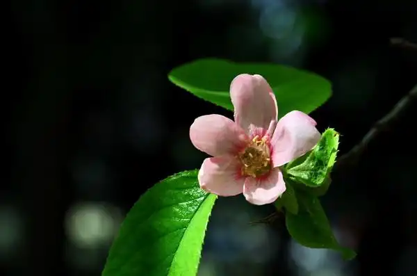 单瓣木瓜海棠花