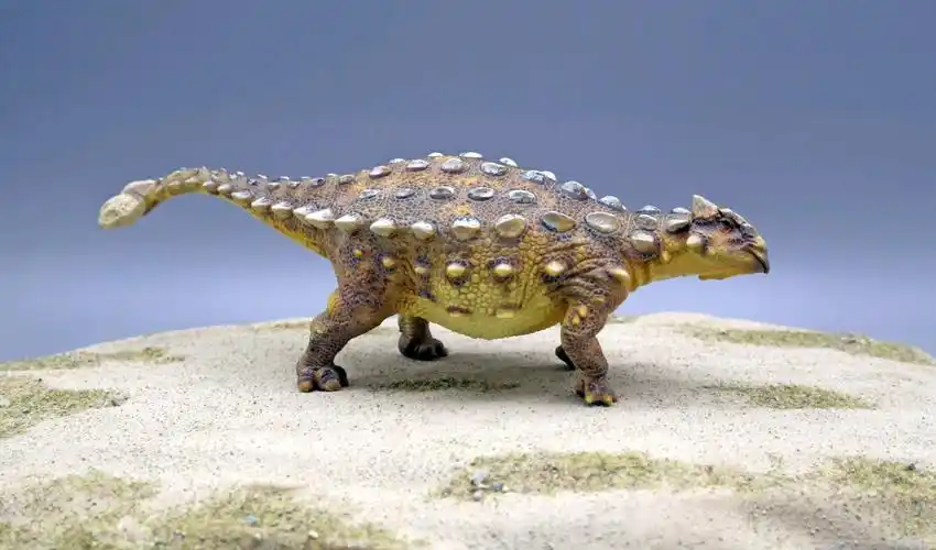 甲龙的化石是在北美洲西部的地层被发现,年代属于白