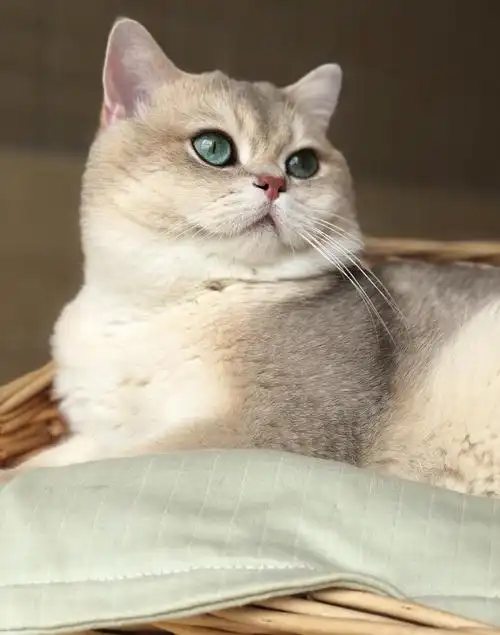 著名的辛巴,想引进蓝金种猫～问问大家喜欢么?