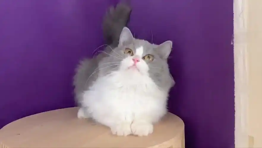 两千多,高地长毛蓝白小母猫