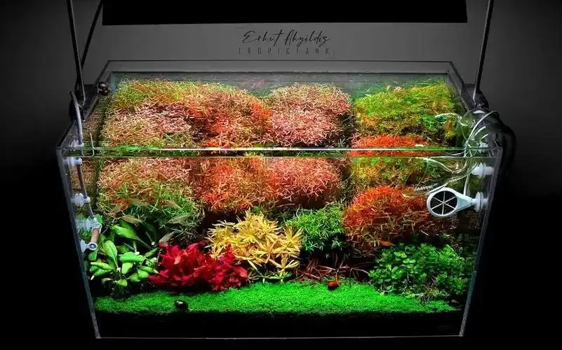 荷兰景草缸日常修剪