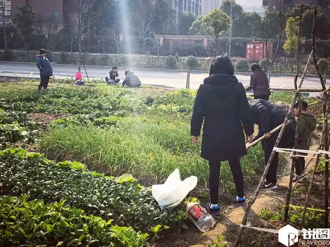 "种菜族"开荒种菜 无奈与挖掘机抢收蔬菜