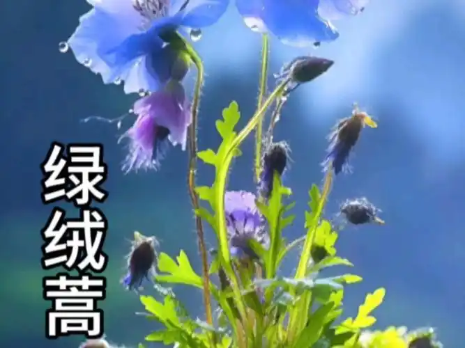 绿绒蒿-离天堂最近的花,花语:顽强的生命力.