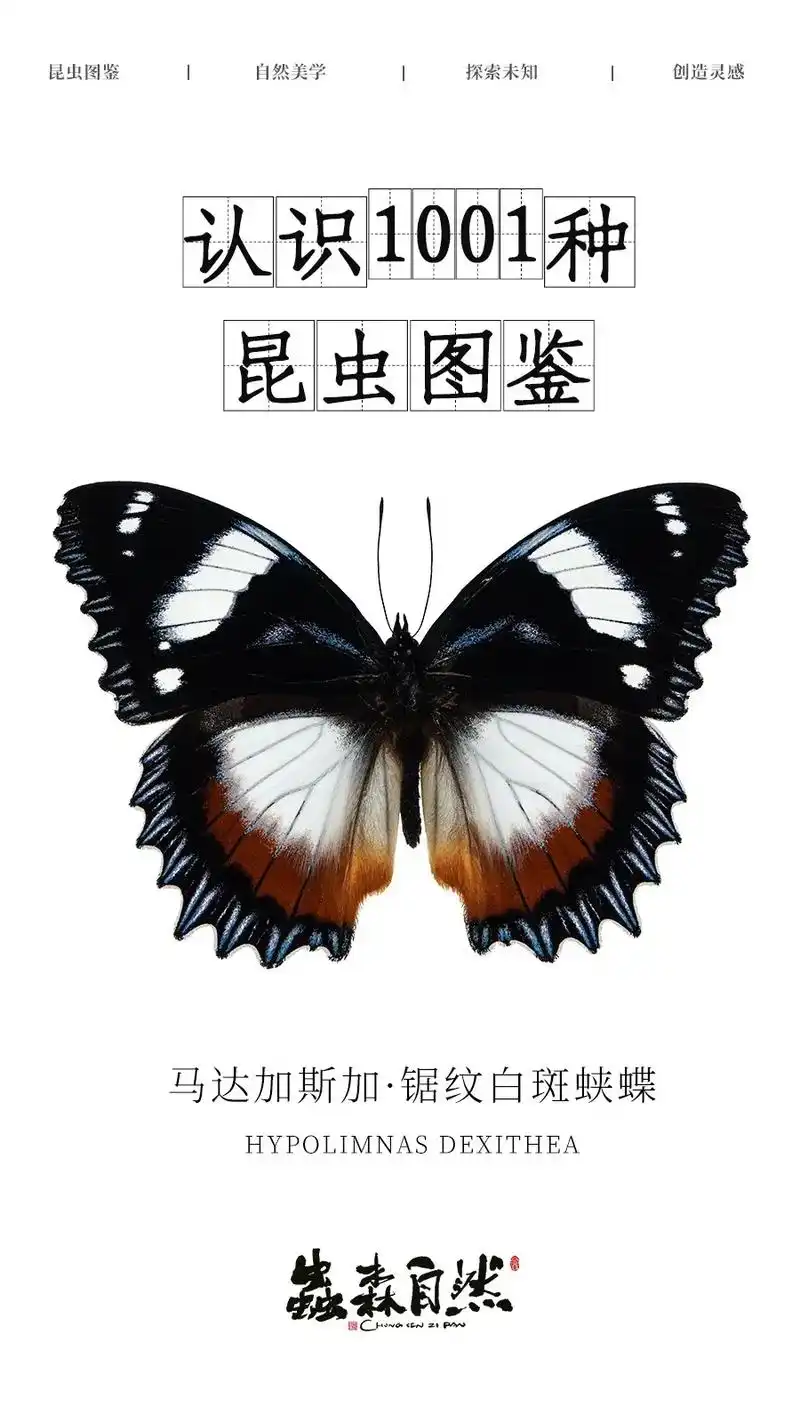 锯纹白斑蛱蝶|昆虫图鉴科普|感受蝴蝶的世界  95  昆 虫 - 抖音