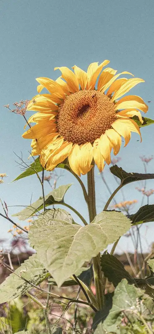 唯美清新向日葵壁纸