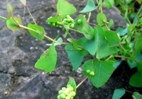 原创俗称蛇不过浑身长满倒刺农村娃当零食吃晒干后20元1斤