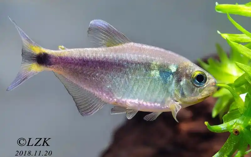 自家鱼缸灯鱼热带鱼黑尾紫柠檬