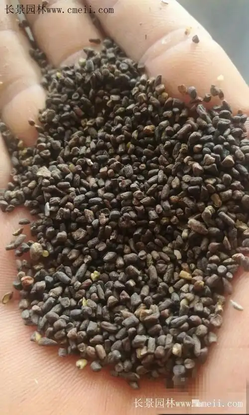 二月兰精选的才漂亮