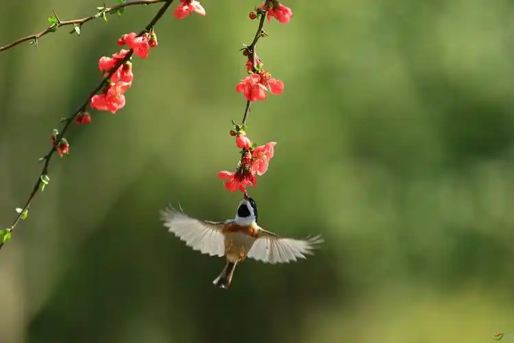 花红柳绿鸟语花香