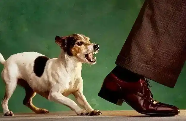 沈阳恶犬咬人被打死,伤者要求赔偿反被告,法院:你要赔狗主人的钱|疯狗