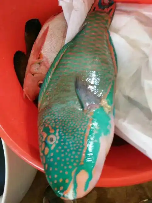 发布于今天 12:34   最佳答案 双色鲸鹦哥鱼  ,俗称  青鲸鹦哥鱼